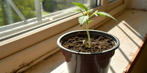Молодой саженец сорта Khalifa Kush, выращиваемый в стандартных масштабах. Генеративный искусственный интеллект - RomanZ