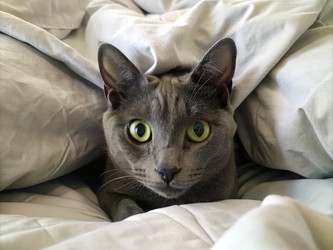 Кот, уютно устроившийся в одеяле, с любопытным выражением мордочки. Генеративный ИИ - RomanZ