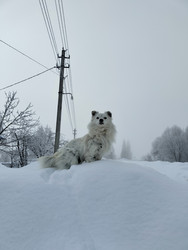 Собака на сугробе - Sandora