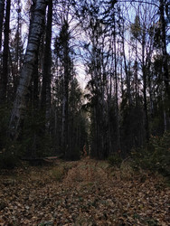 Дорога в лесу - Sandora