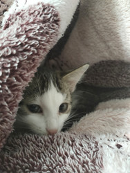 Котенок в пледе - Sandora