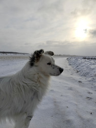 Собака на дороге - Sandora