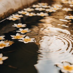 Плавающие желтые и белые лепестки в безмятежной водной обстановке. Генеративный искусственный интеллект - RomanZ