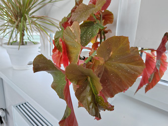 Бегония крылатая (Begonia coccinea) - bykgeniy