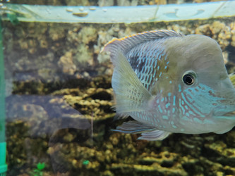 Бирюзовая акара (Andinoacara rivulatus) - bykgeniy