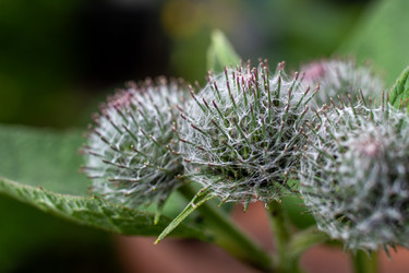 Фотография крупным планом колючих репейников (Arctium) с загнутыми шипами на верхушке, растущих на растении в открытом грунте - DmitryKurullin