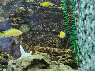 Рыбки Лабидохромис Кэрулеус (Labidochromis caeruleus) - bykgeniy