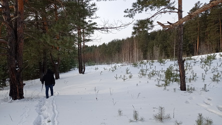 В лес за дровами - bykgeniy