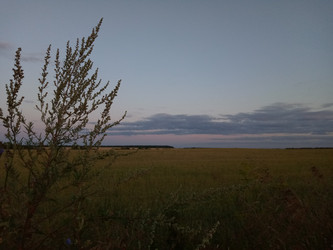 Сумерки в поле - Sandora