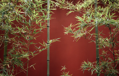 Бамбуковые растения с зелеными листьями на фоне красной стены создают естественную и яркую атмосферу в интерьере, где особое внимание уделяется растительности и декоративным элементам - Darya Petrenko