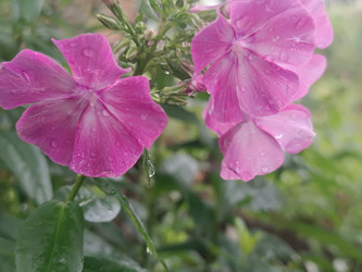 Флокс метельчатый (Phlox paniculata) с каплями воды — ярко-розовые цветы - Mihail_direct