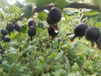 Крыжовник (Ribes uva-crispa) с каплями воды — крупные темные ягоды на ветке - Mihail_direct