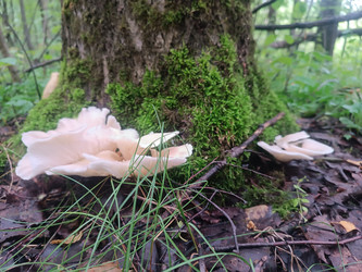 Вешенка (Pleurotus) у основания мшистого дерева в лесу - Mihail_direct