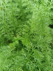 Листья тысячелистника (Achillea millefolium) перисто-рассеченные - Mihail_direct