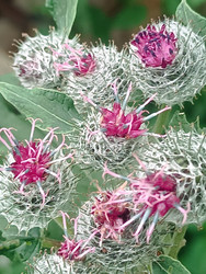 Лопух войлочный (Arctium tomentosum) с розово-фиолетовыми цветами и серебристыми обертками - Mihail_direct