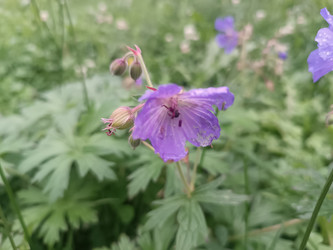 Луговая герань (Geranium pratense, журавельник) с фиолетовыми цветами - Mihail_direct
