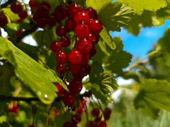 Красная смородина (Ribes rubrum) на ветке в контровом свете - Mihail_direct