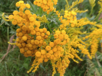 Пижма обыкновенная (Tanacetum vulgare) — желтые шаровидные соцветия крупным планом - Mihail_direct