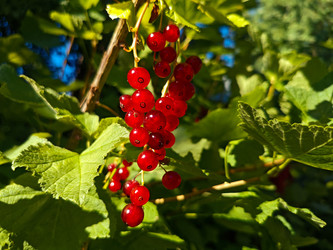 Красная смородина (Ribes rubrum) на ветке в контровом свете - Mihail_direct