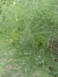 Зелень укропа (Anethum graveolens) с каплями воды — крупный план - Mihail_direct