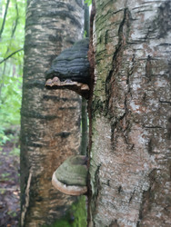 Трутовик (Fomitopsis) на стволе березы в лесу - Mihail_direct