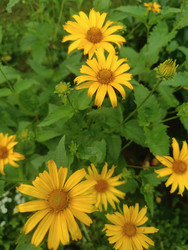 Гелиопсис подсолнечниковидный (Heliopsis helianthoides) — ярко-желтые цветы с оранжевым центром - Mihail_direct