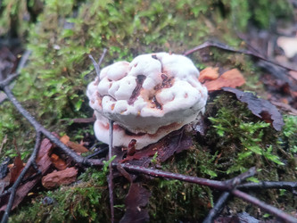 Трутовик чешуйчатый (Polyporus squamosus) на мху в лесу - Mihail_direct