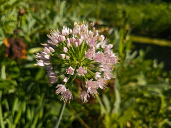 Цветущий шнитт-лук (Allium schoenoprasum) — шаровидное соцветие из розово-белых цветков - Mihail_direct