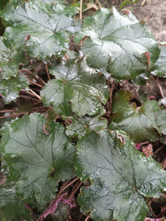 Гейхера (Heuchera) — декоративные листья с каплями воды - Mihail_direct