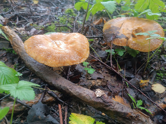 Валуи (Russula foetens) на лесной подстилке - Mihail_direct