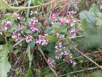 Чабрец (Тимьян ползучий, Thymus serpyllum) с мелкими розовыми цветами - Mihail_direct