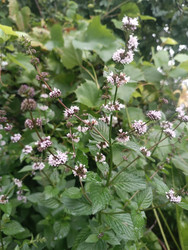 Мята (Mentha) с мутовчатыми соцветиями и зубчатыми листьями - Mihail_direct