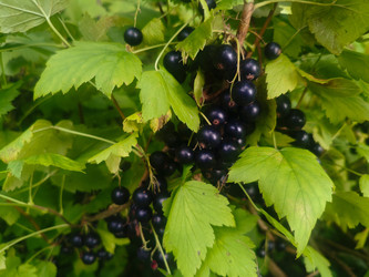 Спелая черная смородина (Ribes nigrum) в кистях среди зеленых листьев - Mihail_direct