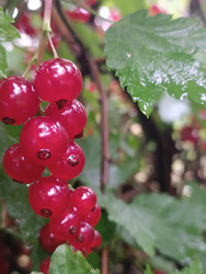 Спелая красная смородина (Ribes rubrum) в кистях крупным планом - Mihail_direct