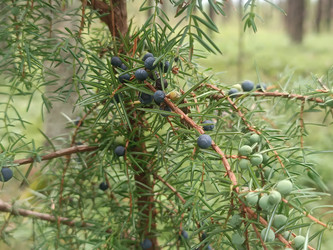 Можжевельник обыкновенный (Juniperus communis) с шишкоягодами в лесу - Mihail_direct