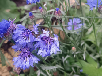 Синий василек (Centaurea cyanus) — полевой цветок - Mihail_direct