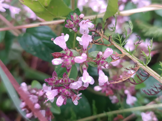 Котовник (Calamintha/Nepeta) с розово-лиловыми цветами в мутовках - Mihail_direct