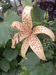 Тигровая лилия (Lilium lancifolium) с характерными крапчатыми лепестками - Mihail_direct