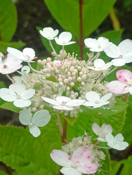 Белая гортензия крупнолистная (Hydrangea macrophylla) кружевной формы с розовыми пятнами - Mihail_direct