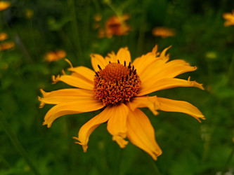 Цветущий топинамбур (Helianthus tuberosus, земляная груша) — желтый цветок с темным центром - Mihail_direct