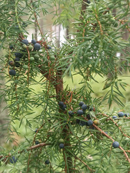 Можжевельник (Juniperus) с зрелыми сине-фиолетовыми шишкоягодами - Mihail_direct