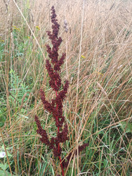 Конский щавель (Rumex confertus) — темно-бордовое метельчатое соцветие - Mihail_direct