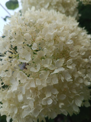 Белая гортензия (Hydrangea) — крупный план соцветия - Mihail_direct
