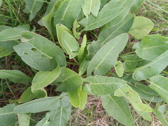 Щавель (Rumex) — зеленые продолговатые листья - Mihail_direct