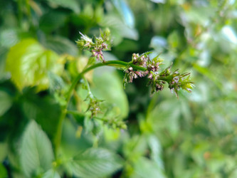 Мята (Mentha) с супротивными листьями и мутовчатыми соцветиями - Mihail_direct