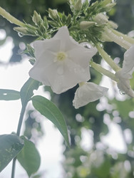 Белый флокс метельчатый (Phlox paniculata) с каплями воды - Mihail_direct