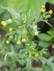 Крестовник обыкновенный (Senecio vulgaris) с мелкими желтыми цветками - Mihail_direct