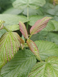 Молодые листья малины (Rubus idaeus) с розовато-красным оттенком и ребристой текстурой - Mihail_direct