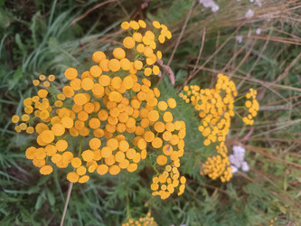Пижма обыкновенная (Tanacetum vulgare) — желтые цветки-пуговки - Mihail_direct