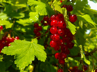 Спелая красная смородина (Ribes rubrum) в кистях на солнце - Mihail_direct
